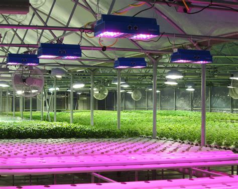 Indoor Horticulture Lighting 